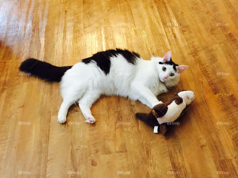 Cat and his stuffy
