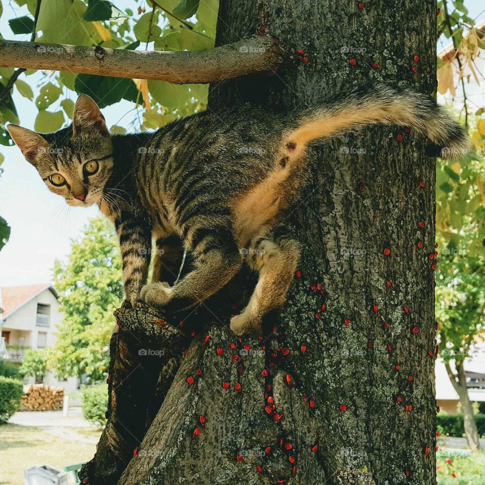 Cat and Bugs on the Tree