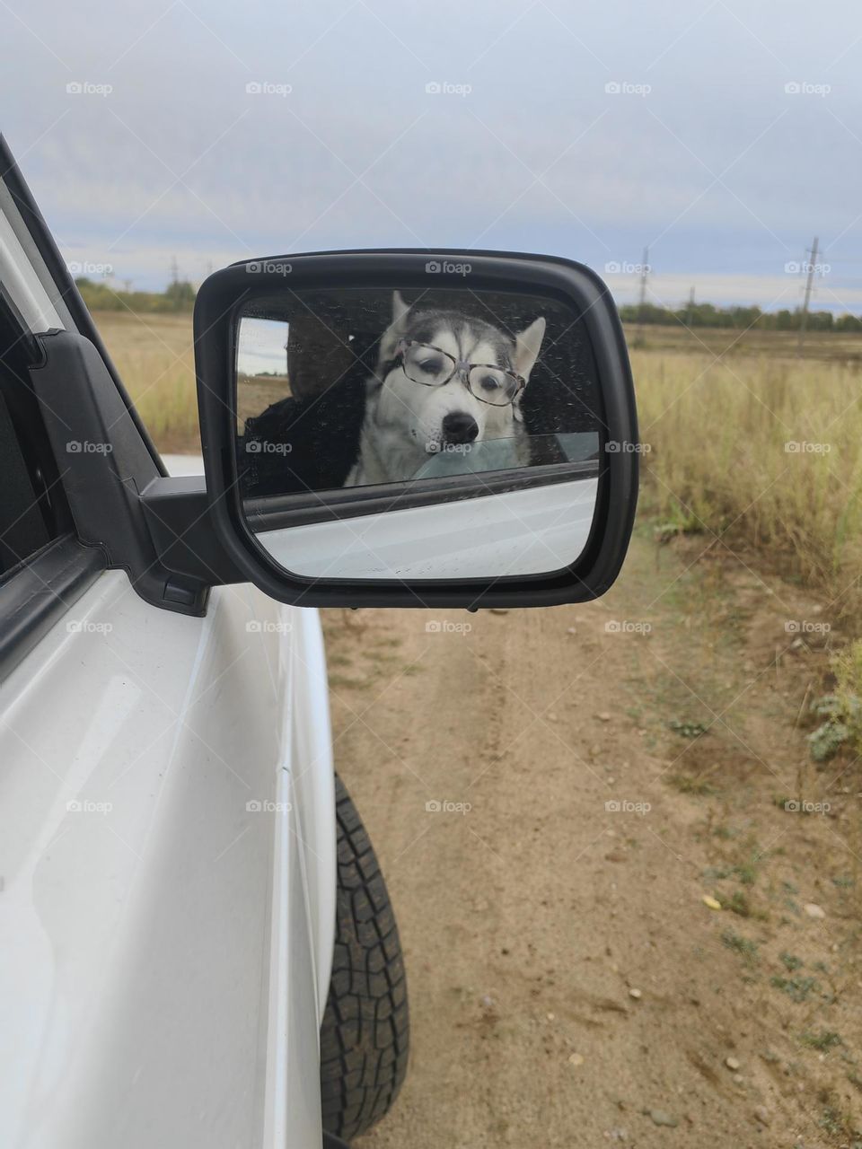 Dog riding in a car