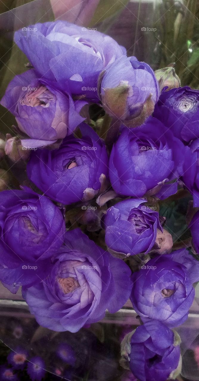 Bouquet of purple beautiful flowers 
in closeup