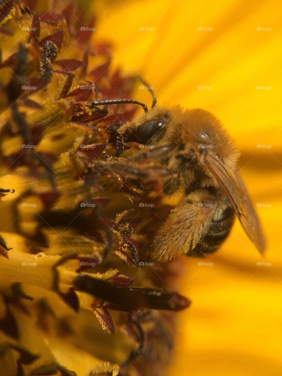 Honeybee on sunflower