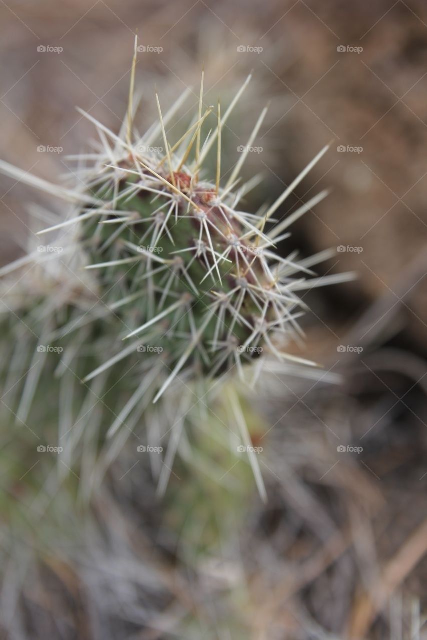 Cactus 