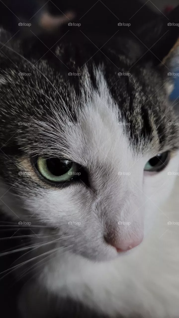 Cat stare