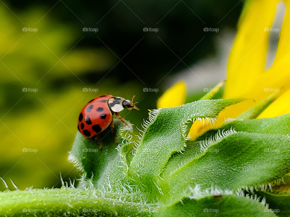 Ladybugs on the common North American sunflower is synonymous with the season of summer and fun to photograph too!