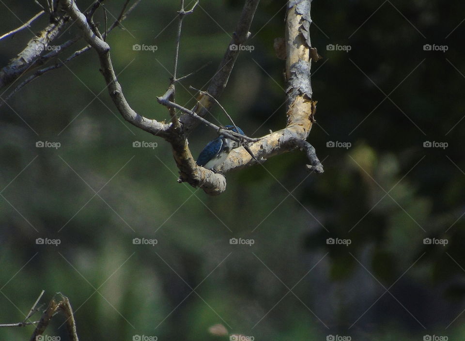 Small blue kingfisher . The bird of blue kingfisher perched along time of morning . As of its goal to the small fish at the natural ponds . The bird's looking on soliter , and sounding well every of its movement as shown of the terrotrial .