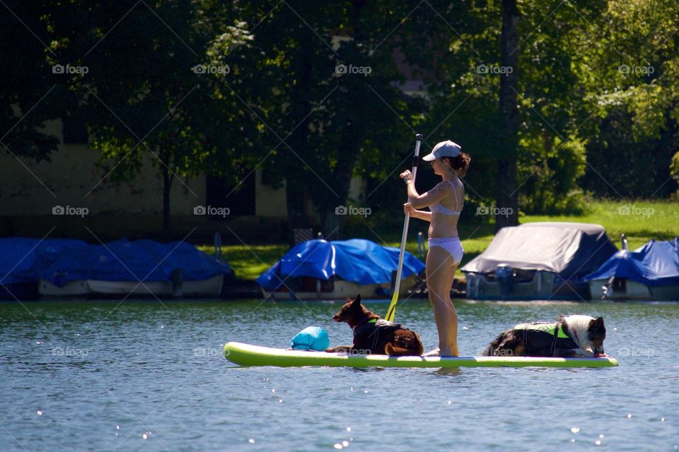 Stand Up Paddler With Dogs