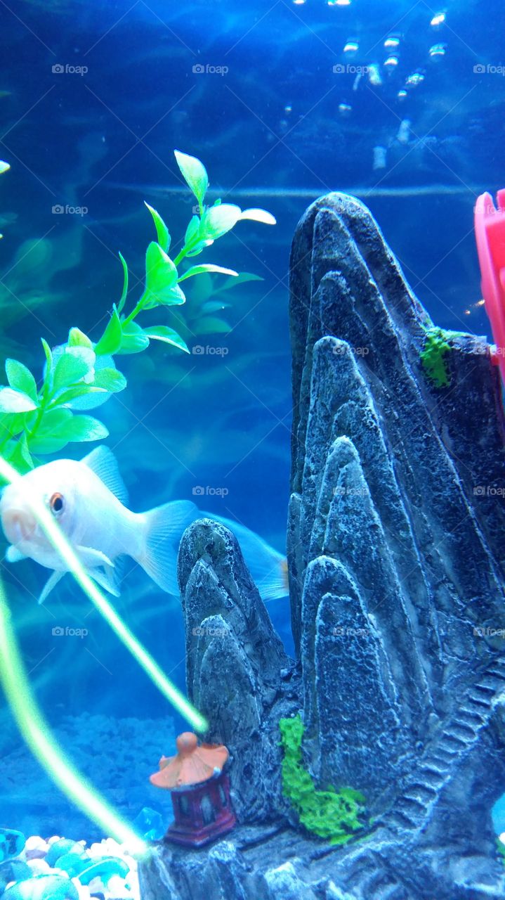 White sliver goldfish  in aquarium. Beautiful red big eyes.