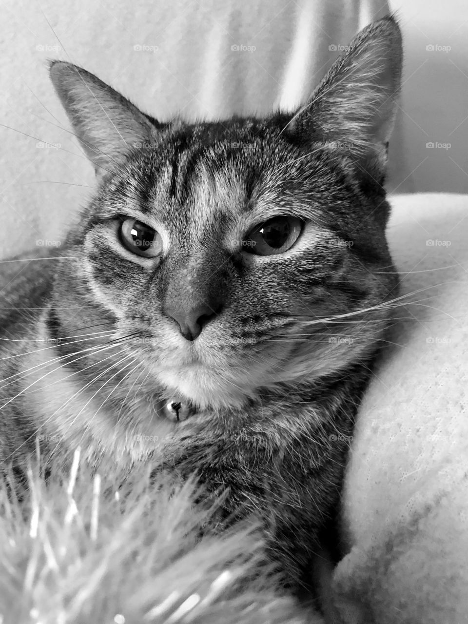 Black and white tabby cat 