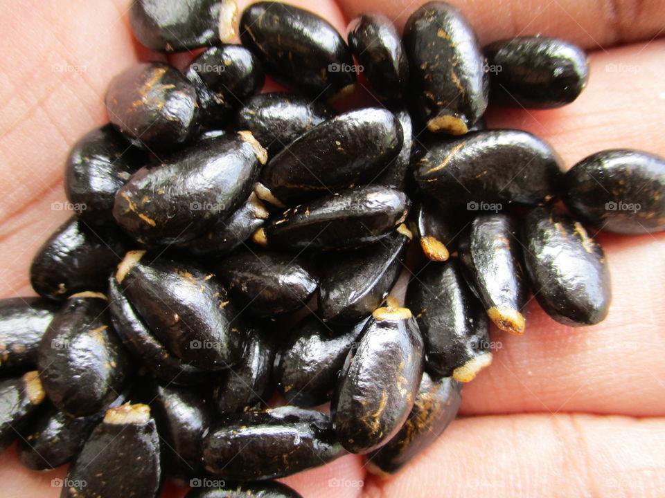 seed on hand
