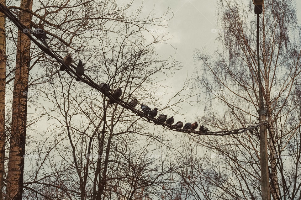 pigeons are probably on the wire sitting in the branches of trees