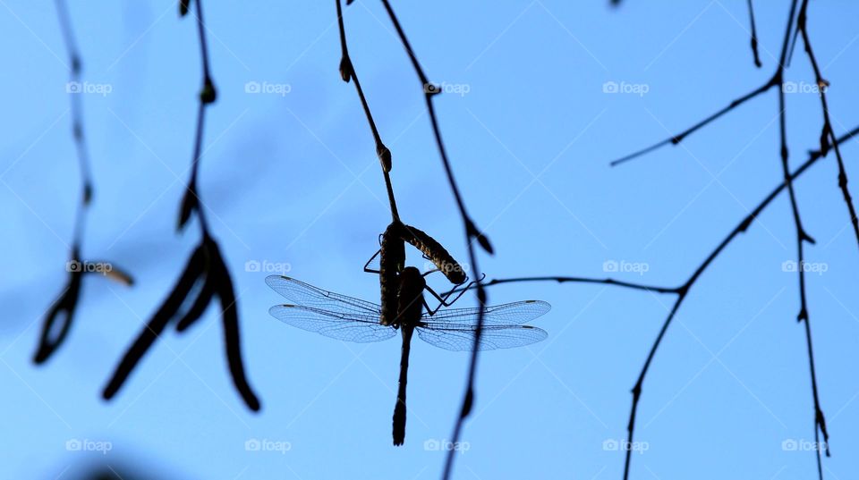 dragonfly ready to fly