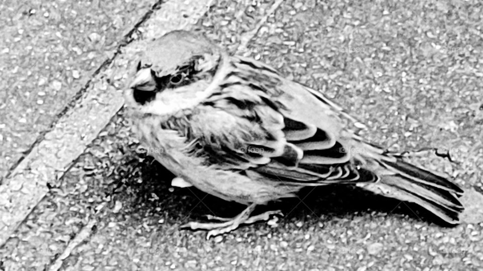 A black and white photo of a tiny bird