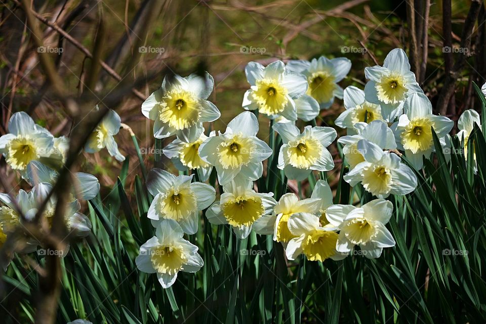 the white daffodil