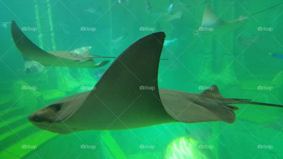 Monterey at Sea World