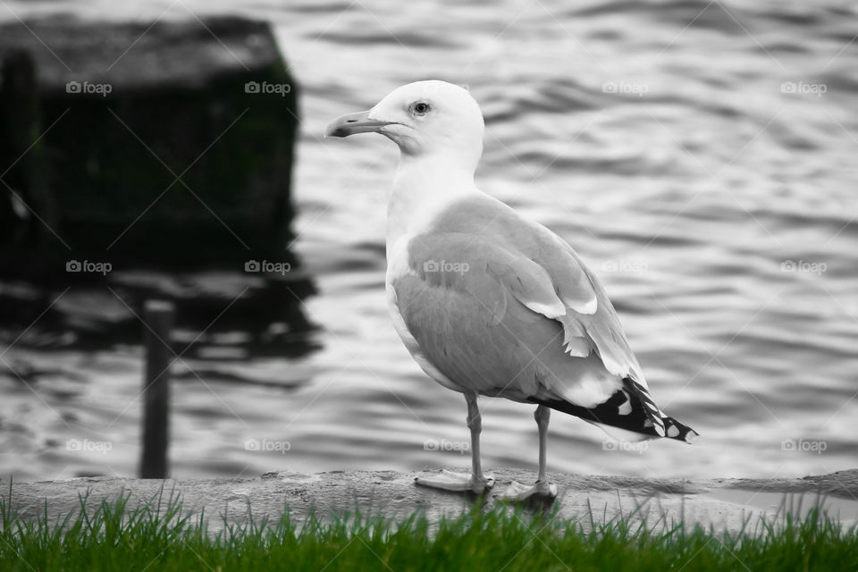 Seagull