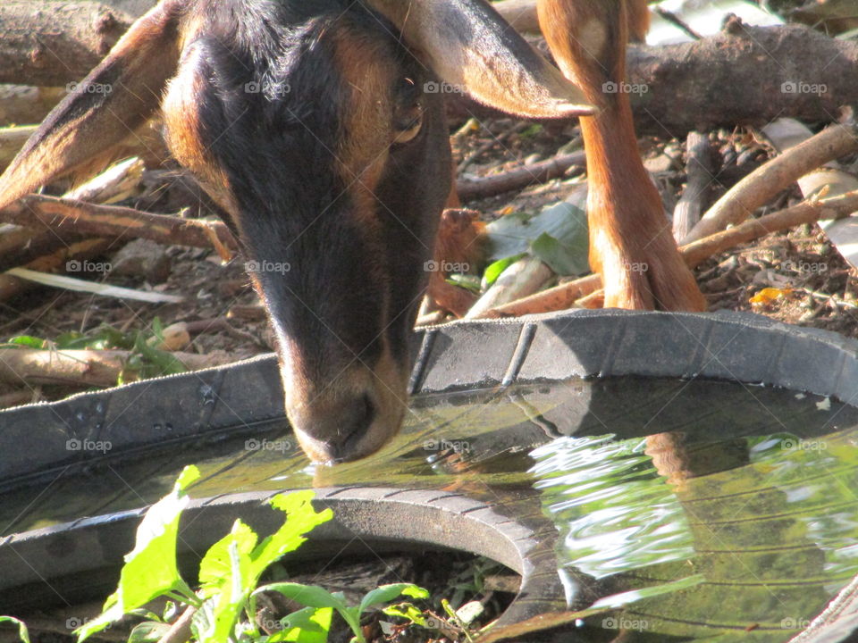 goat drinking