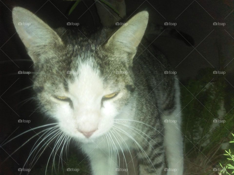 Beautiful cat looking at camera.