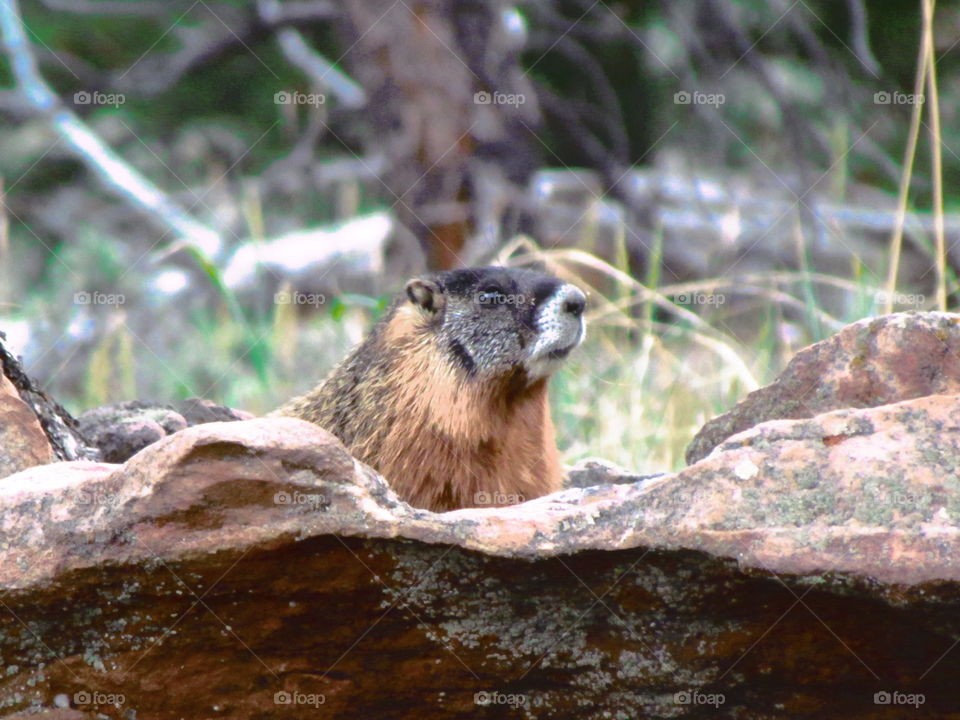 Marmot looking around