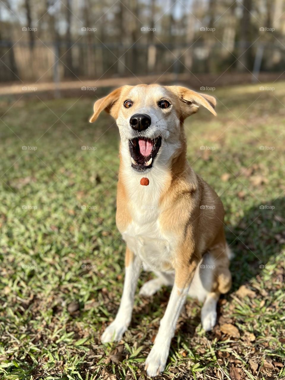 Pet dog with excited expression and open mouth smile preparing to catch a treat. She is sitting in a sunny backyard and the treat is midair.