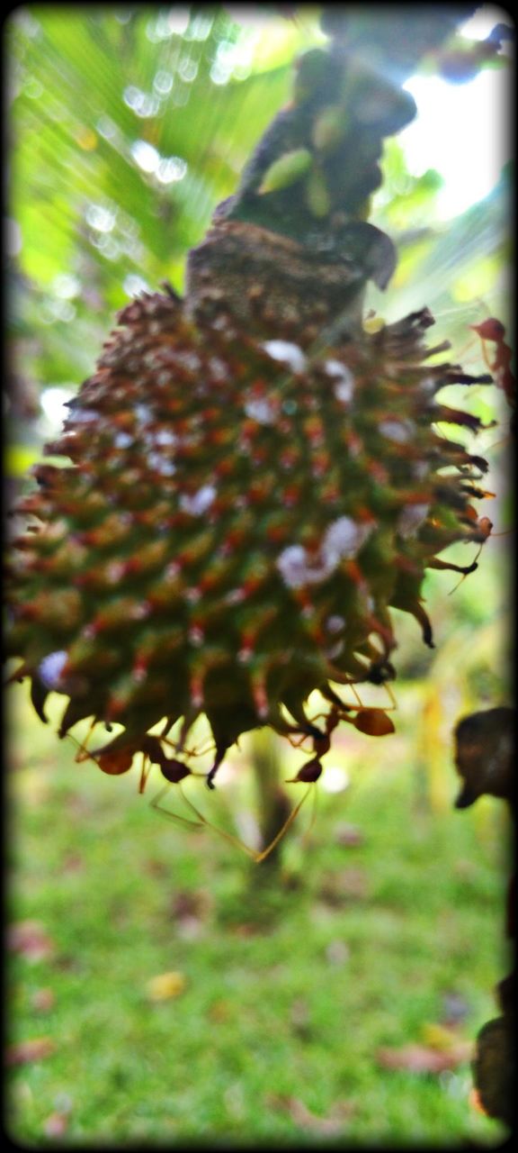 Anoda fruit, Domestic fruits in Sri Lanka