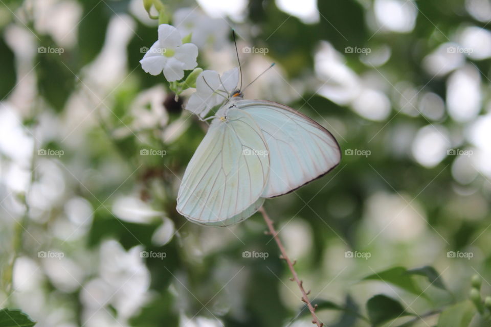 White Butterfly