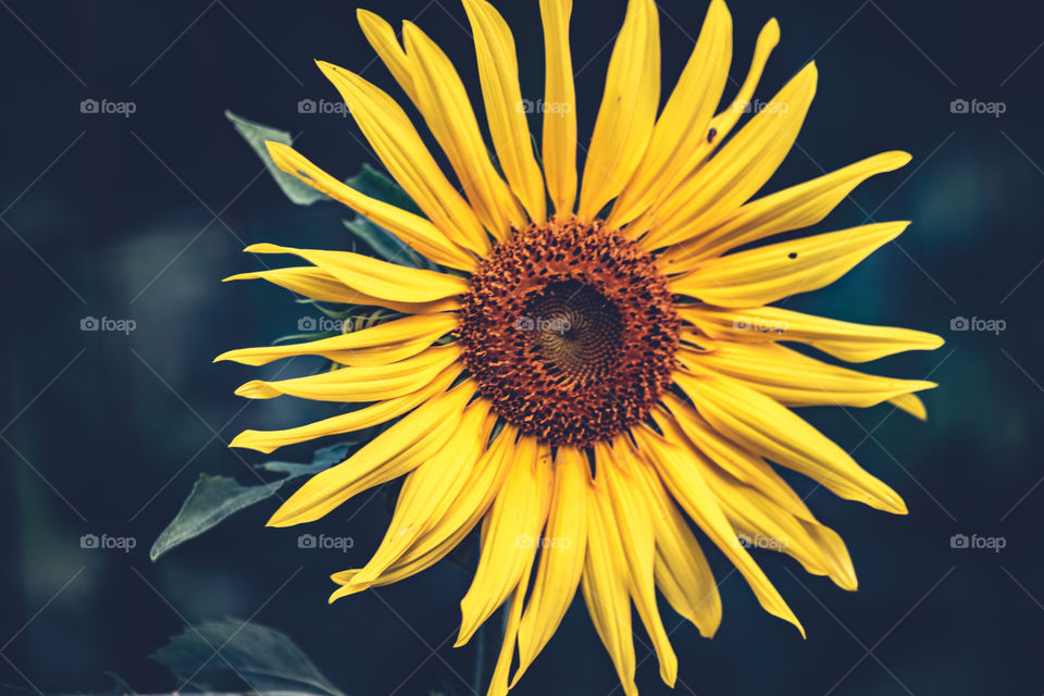 Girassol/Sunflower.