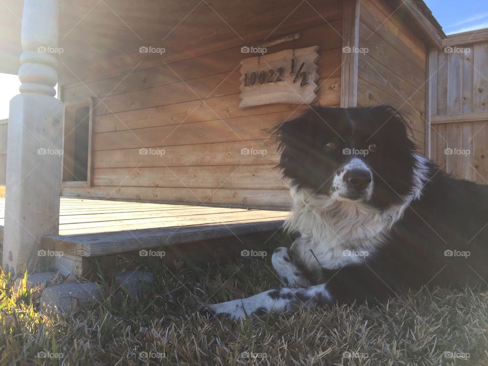 Dog laying by her house and lens flares