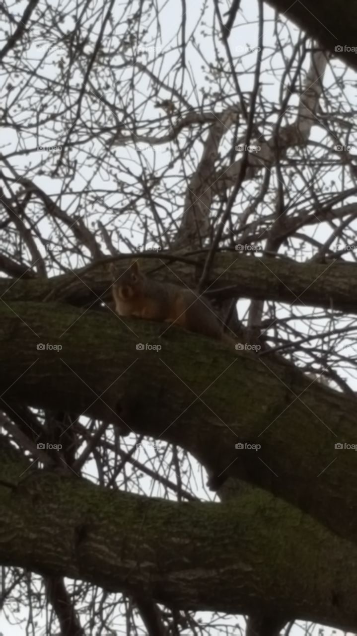 squirrel  in a tree