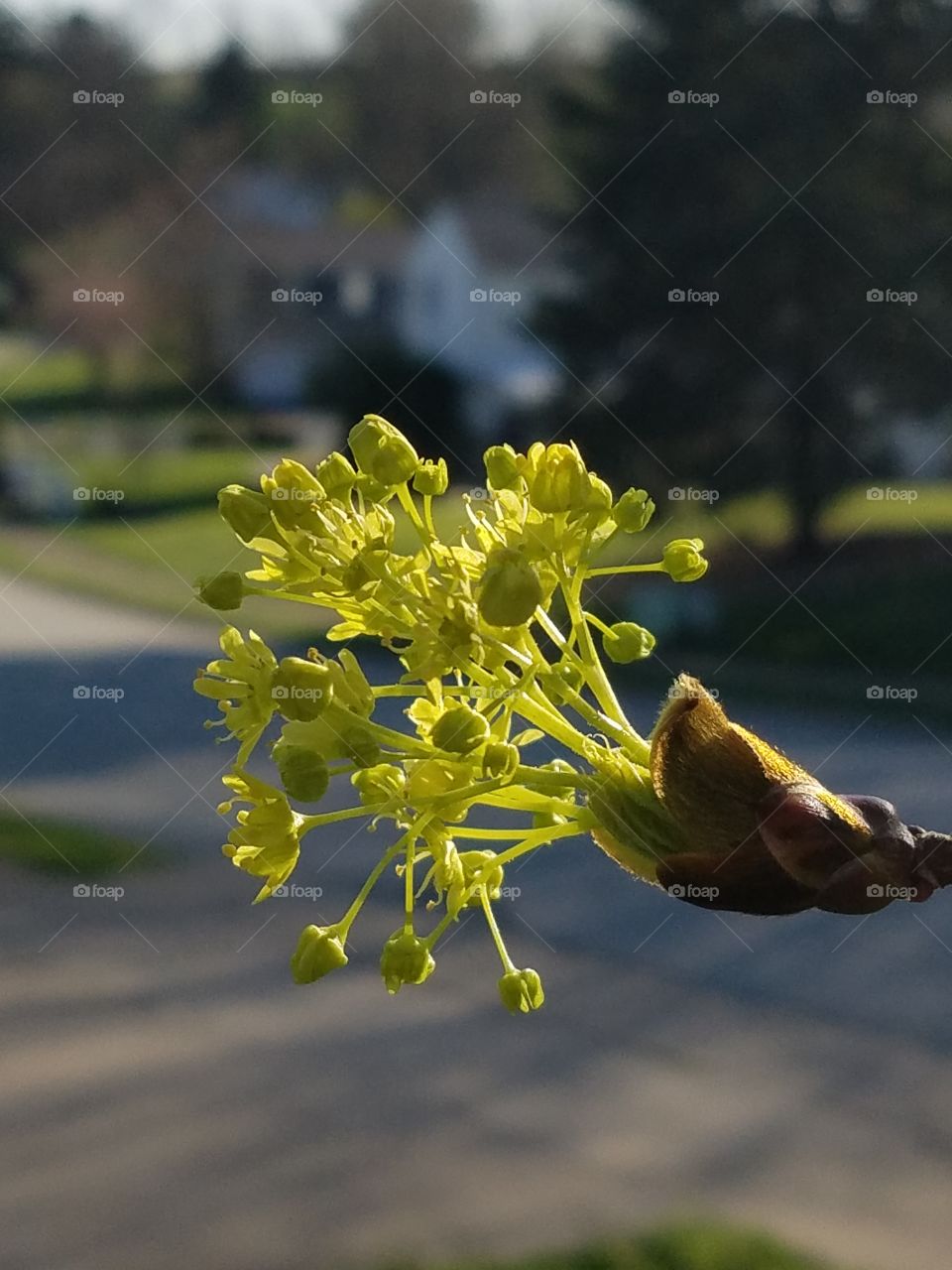 leaves growing on the tree