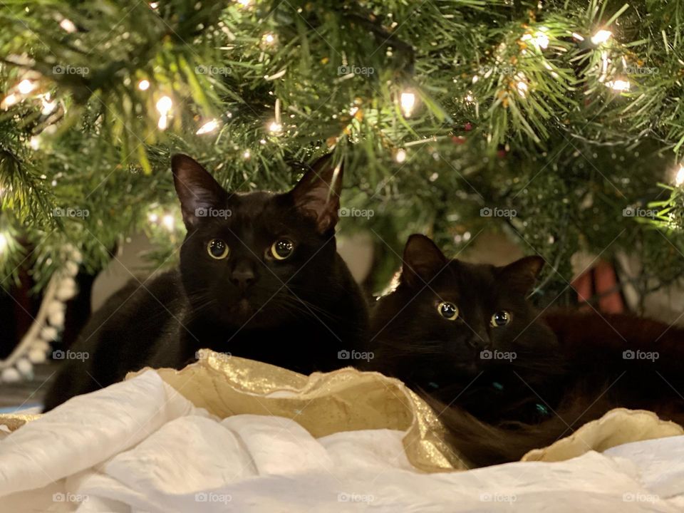 Christmas & cats