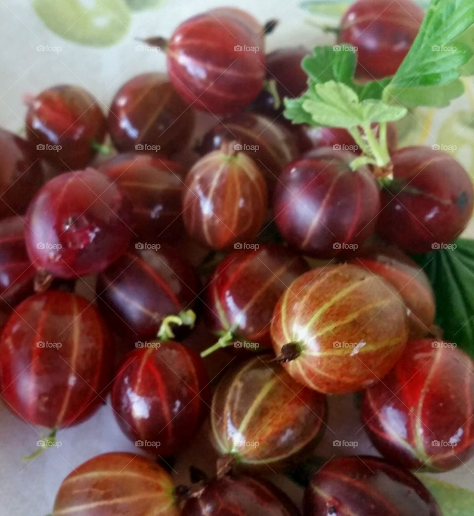 Ecological, red gooseberries from the garden.