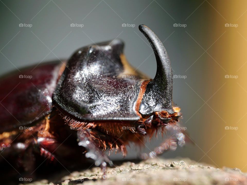 Side view of European rhinoceros beetle