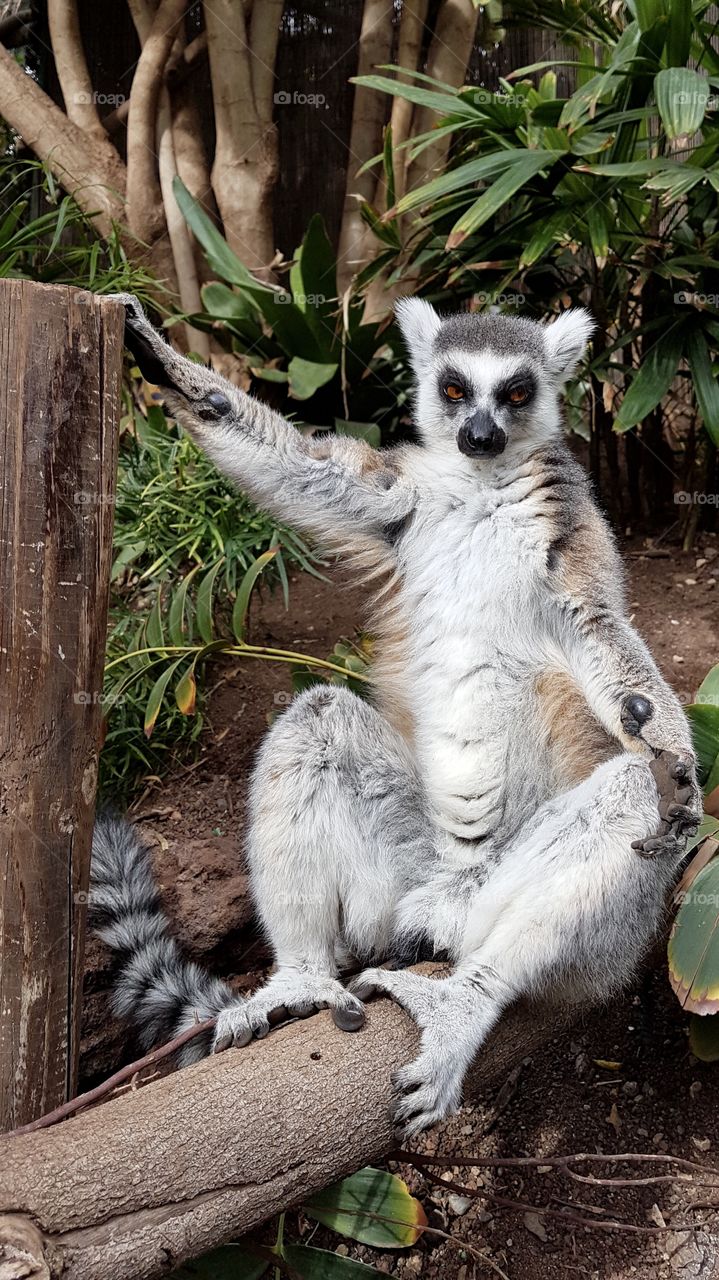 Tired cute lemur sitting sunbathing, close distance- trött lemur sitter och njuter av solen, på nära håll 