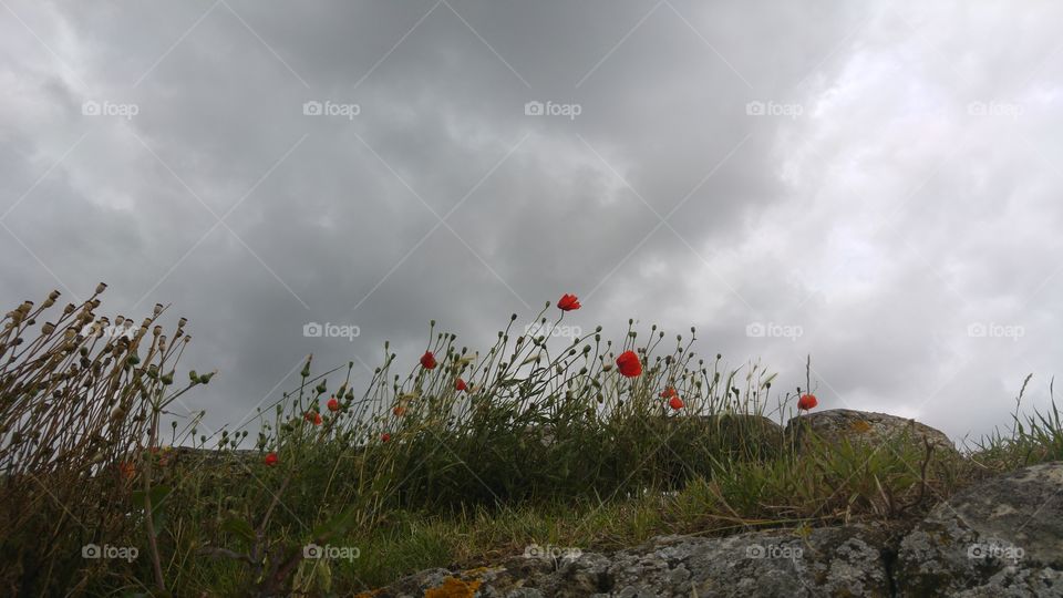 poppies. on the field of world war 1