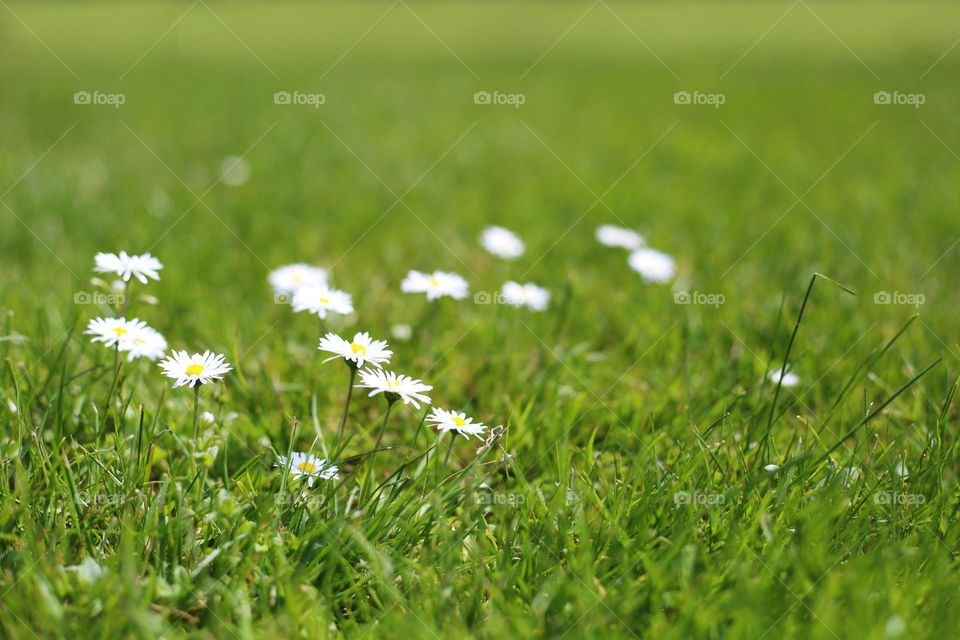 White chamomiles on the green grass