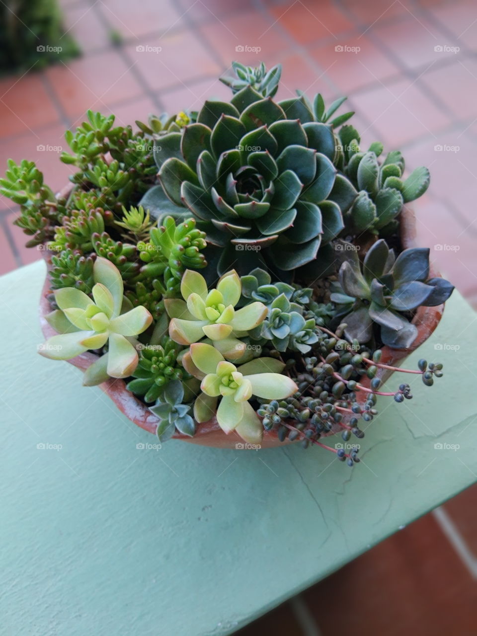 succulents pot