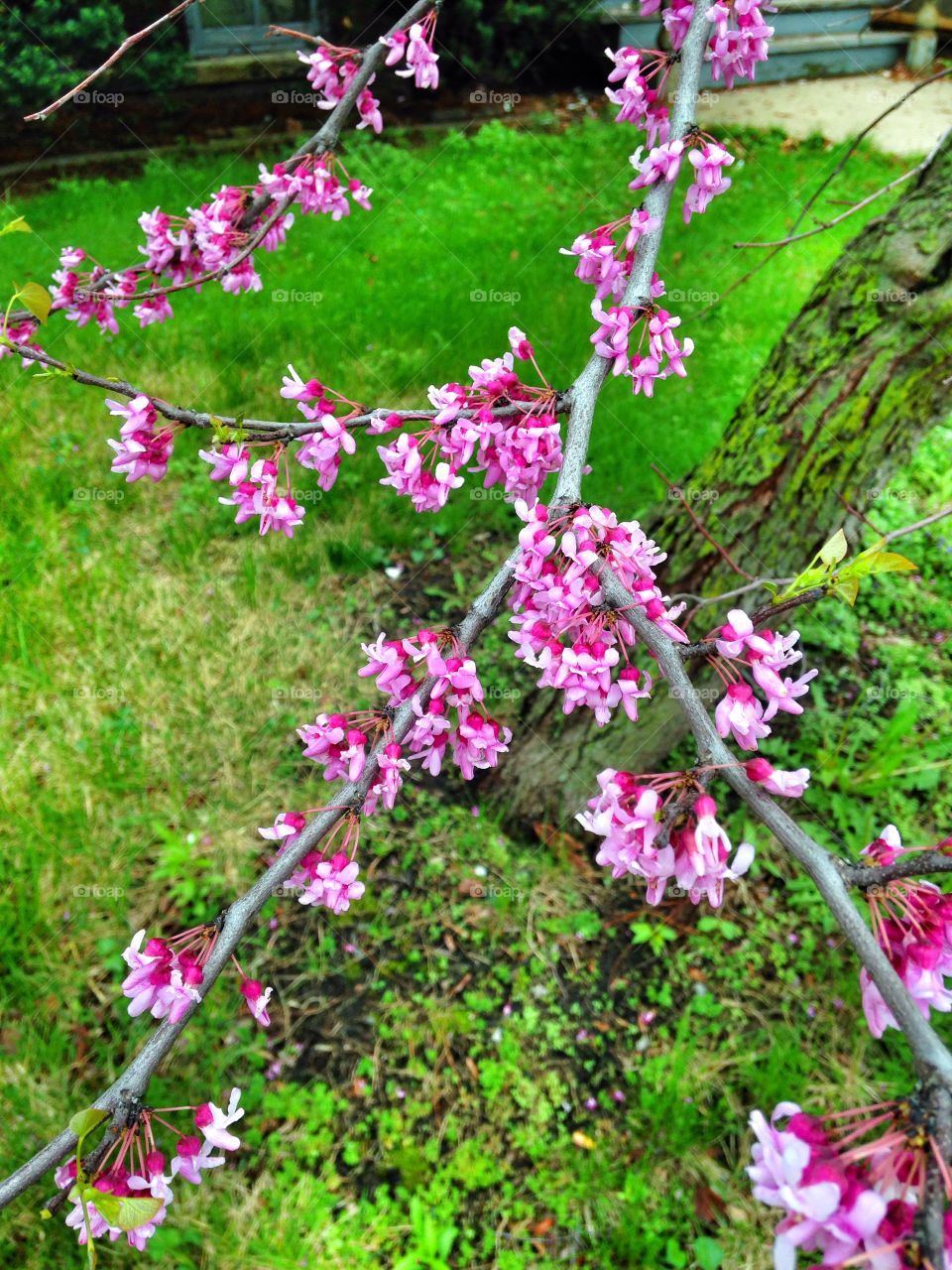 Nature. Blossoms