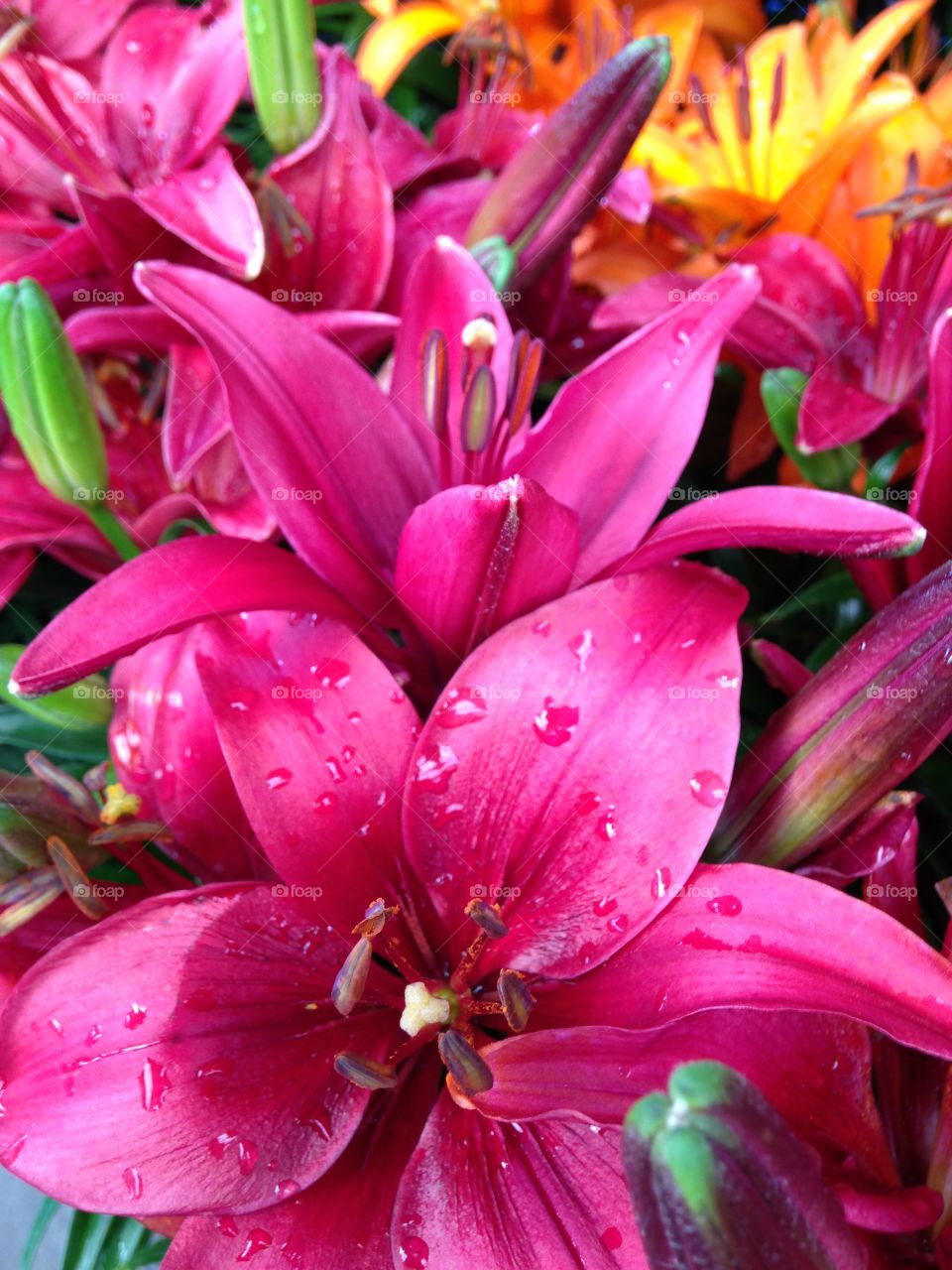 Amazing pink flowers 