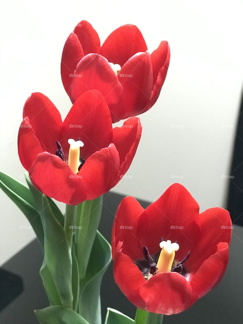 Tulipas se abrindo para a estação 