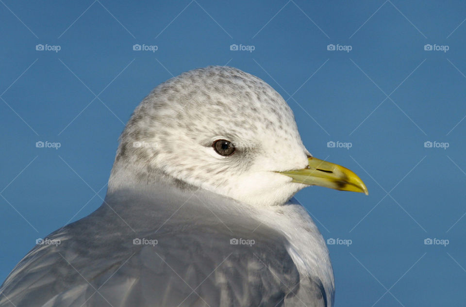 Seagull portrait.