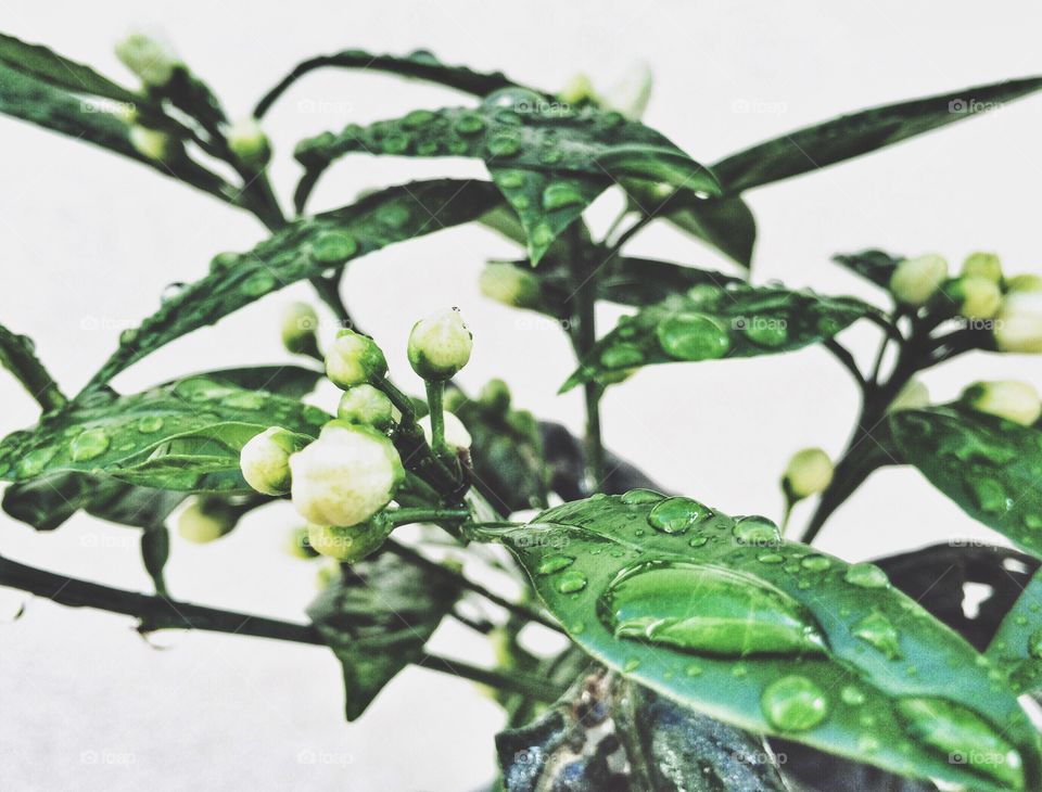 water droplets on top of a branch leaves and flowers 