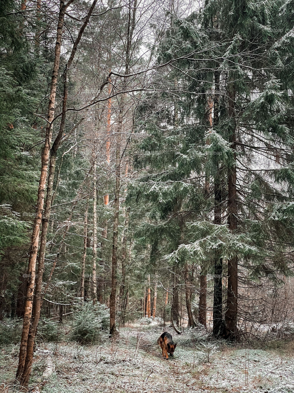 Winter landscape with forest in cloudy December day 