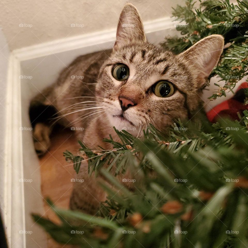 Surprise! He loves the Christmas tree!