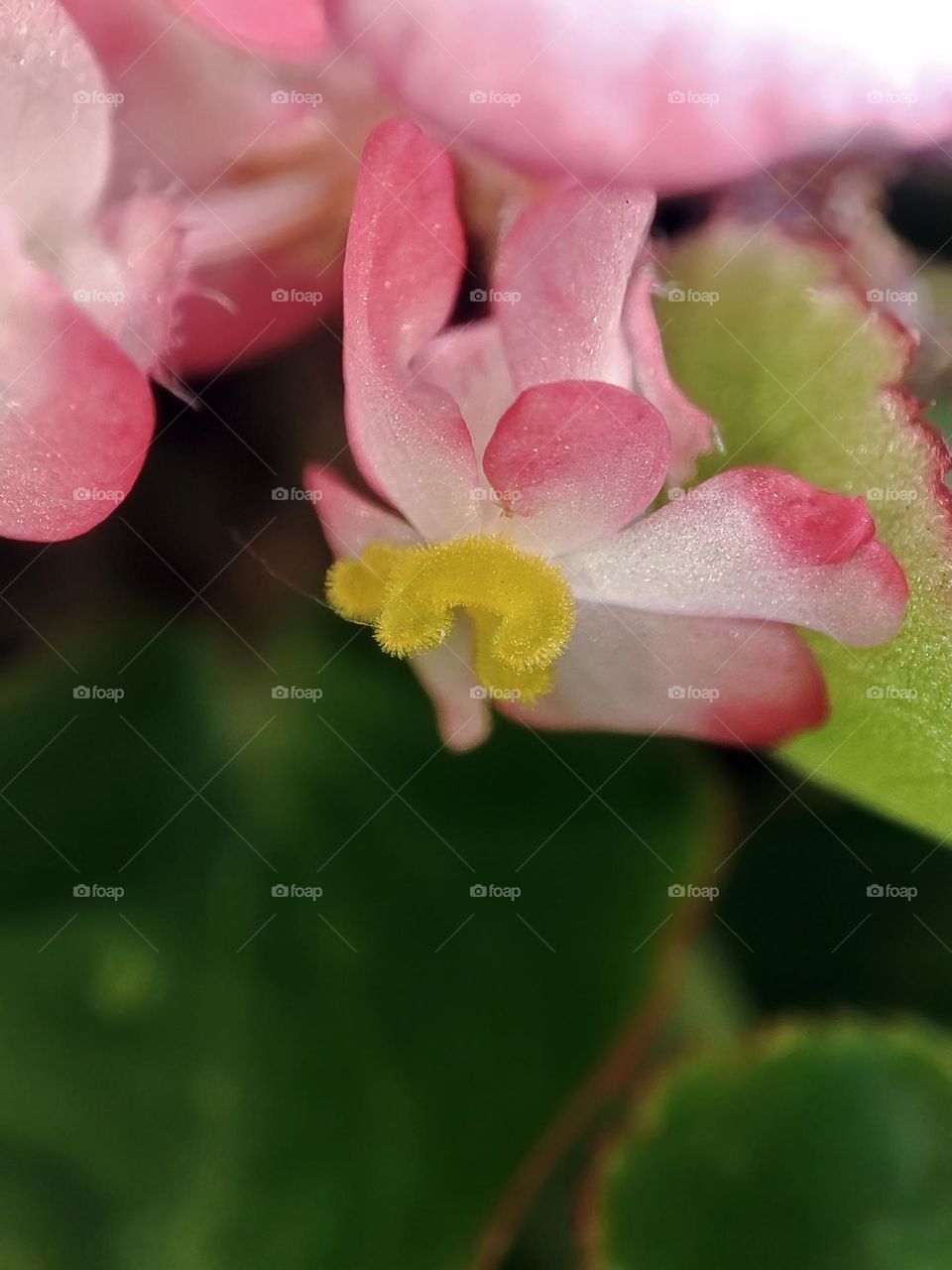 Macro photo of a flower growing in the garden
