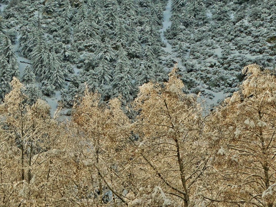 Snowy Trees At Golden Hour