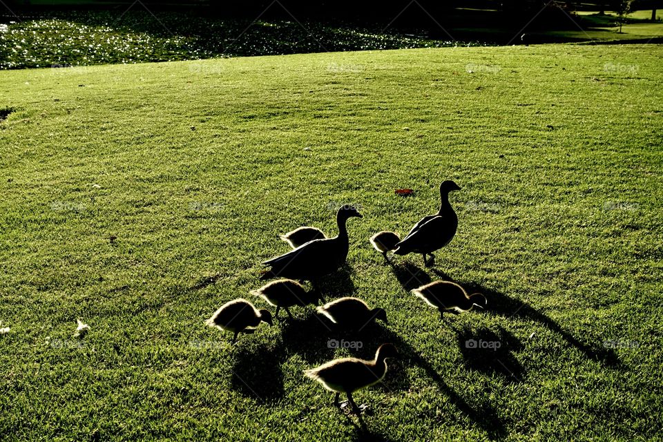 The silhouette of Australian wood duck’s family. Parents and ducklings are resting on the grass in the urban garden.