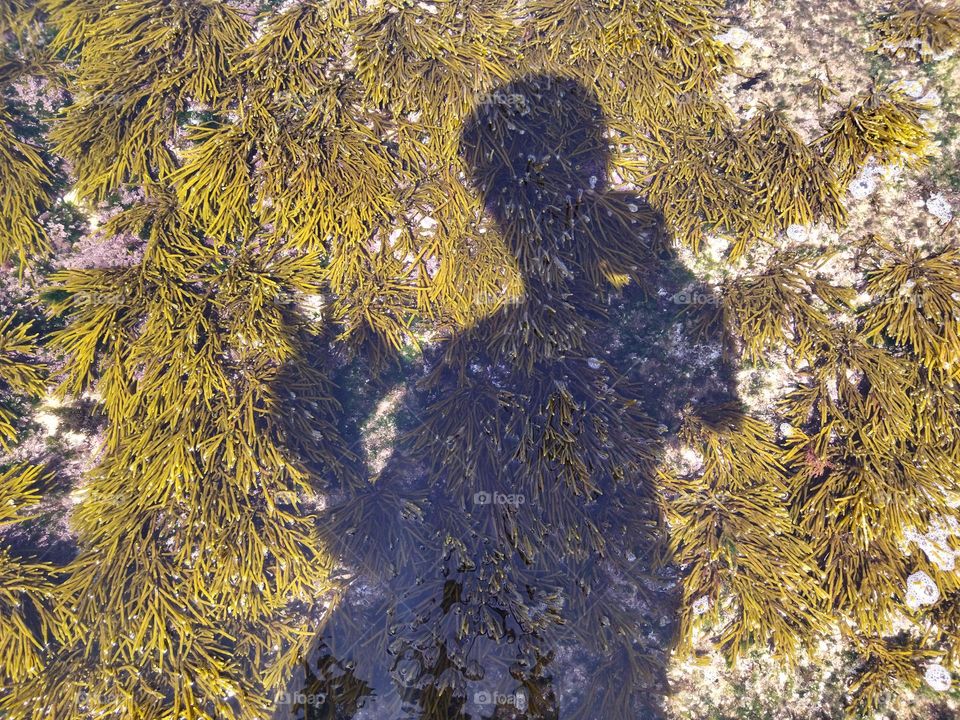 Shadow and algae and water