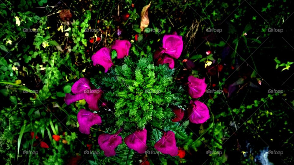 collection of flowers