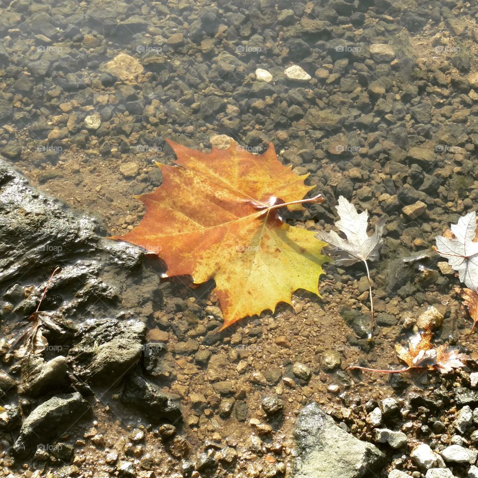 fall riverbed