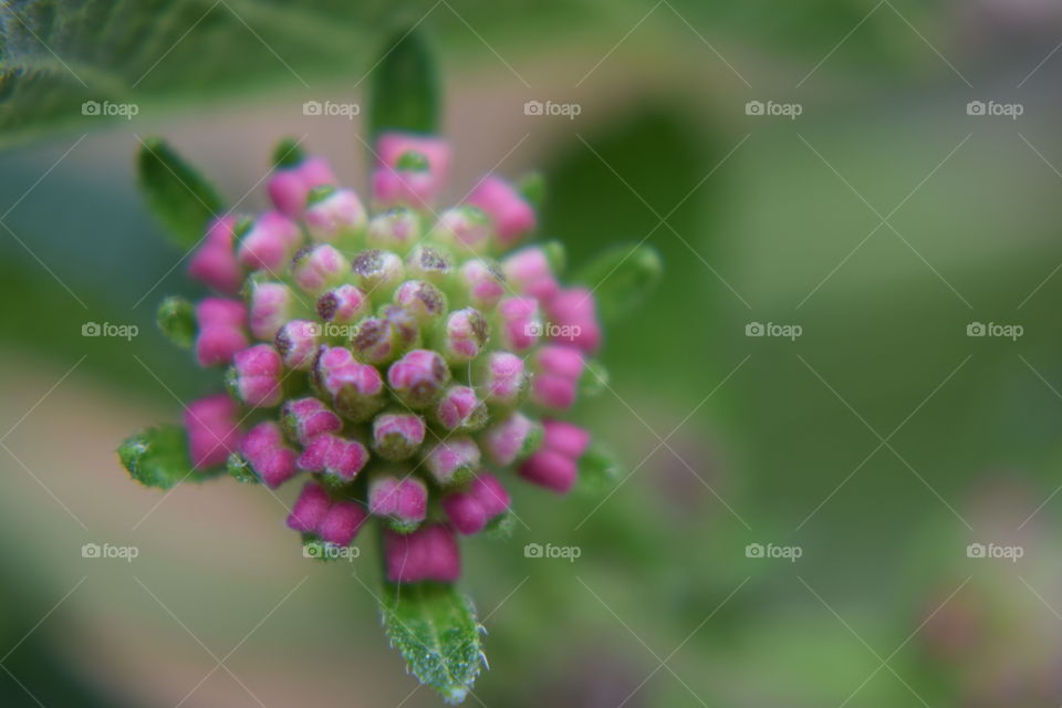 High angle view of pink flowers